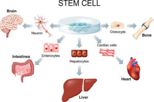 組織幹細胞